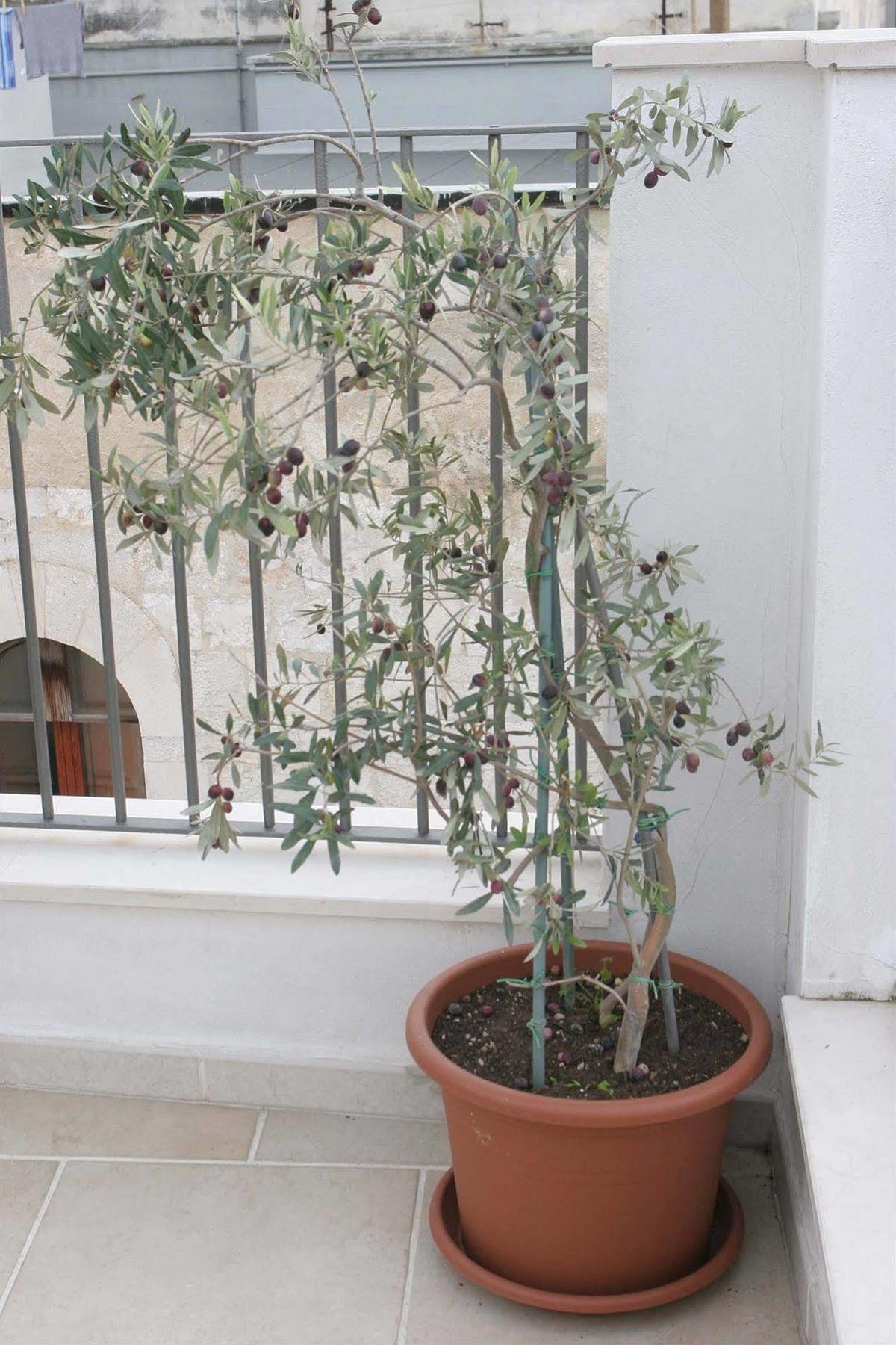 Saint Nicholas Plaza Hotel Bari Zewnętrze zdjęcie